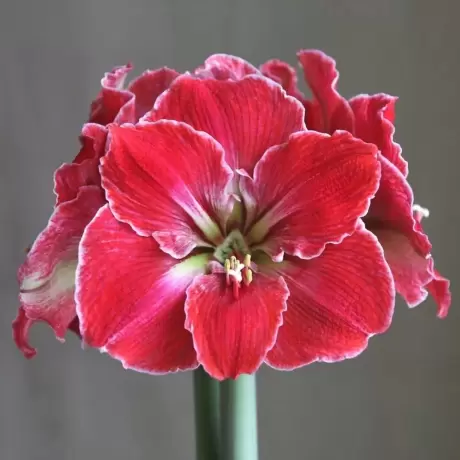 Bulbi de Amaryllis - Hippeastrum Magical Touch