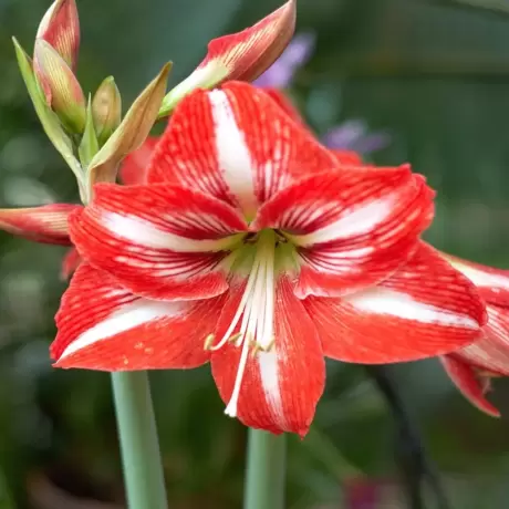 Bulbi de Amaryllis - Hippeastrum Minerva