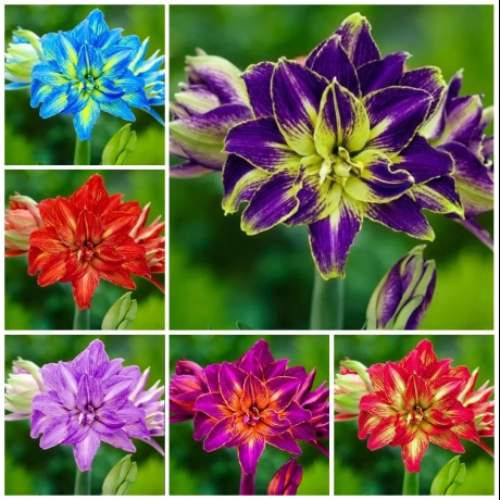 Pachet PROMO - Amaryllis