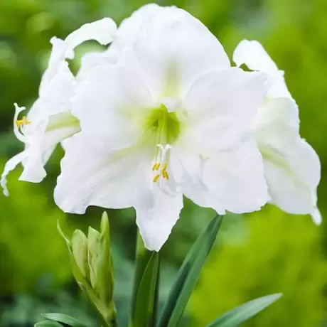 Bulbi de Amaryllis - Hippeastrum Mont Blanc