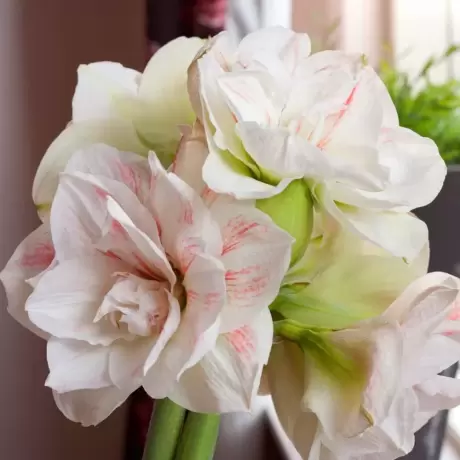 Bulbi de Amaryllis - Hippeastrum Double Nymph