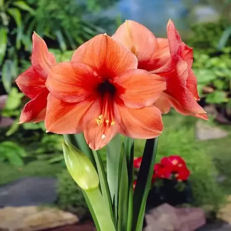 Bulbi de Amaryllis - Hippeastrum Orange Desire