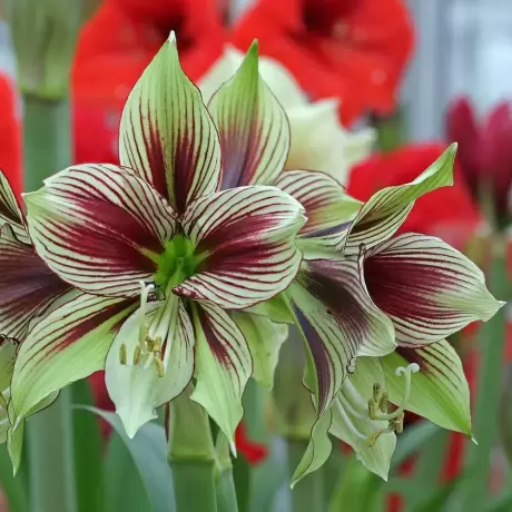Bulbi de Amaryllis - Hippeastrum Papillio