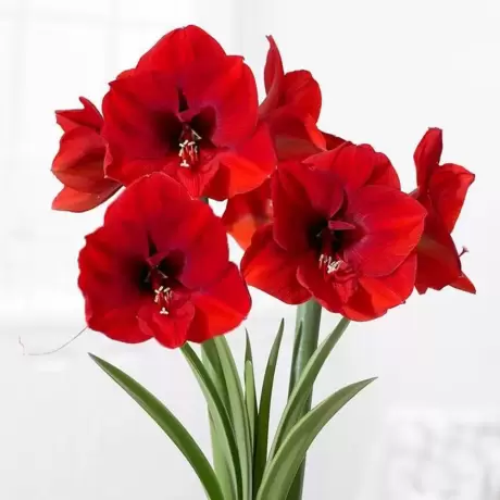 Bulbi de Amaryllis - Hippeastrum Park Red