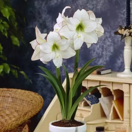 Bulbi de Amaryllis - Hippeastrum Picotee