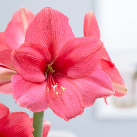 Bulbi de Amaryllis - Hippeastrum Pink