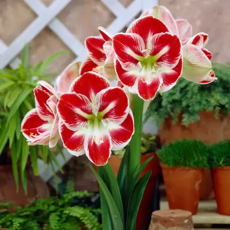 Bulbi de Amaryllis - Hippeastrum Prelude