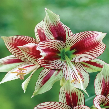 Bulbi de Amaryllis - Hippeastrum Red Magic