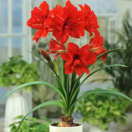 Bulbi de Amaryllis - Hippeastrum Red Peacock