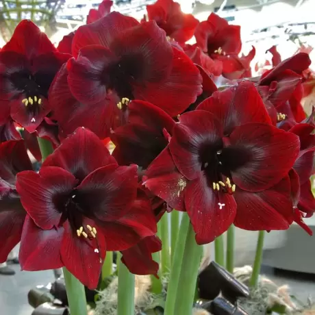 Bulbi de Amaryllis - Hippeastrum Royal Velvet