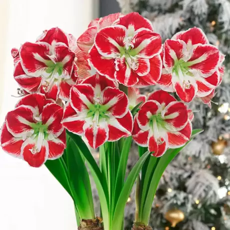 Bulbi de Amaryllis - Hippeastrum Samba