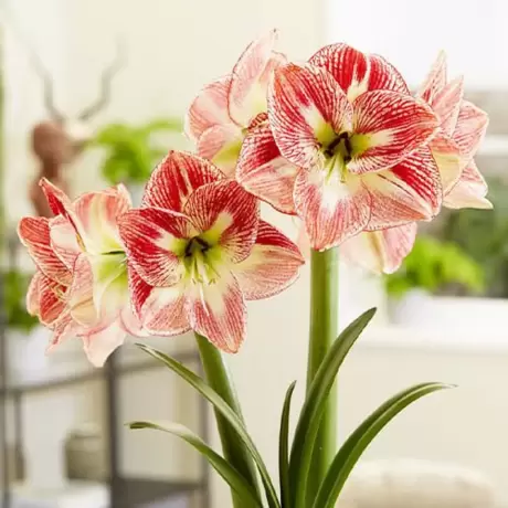 Bulbi de Amaryllis - Hippeastrum Spotted Cream