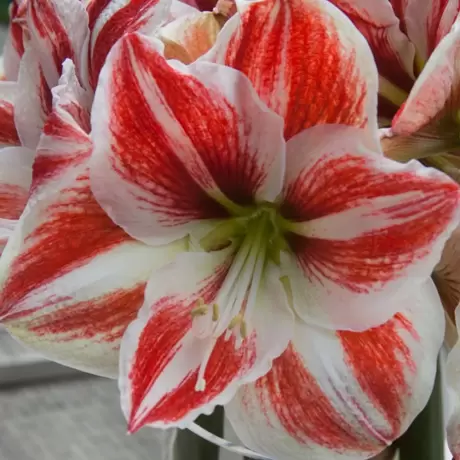 Bulbi de Amaryllis - Hippeastrum Superstar
