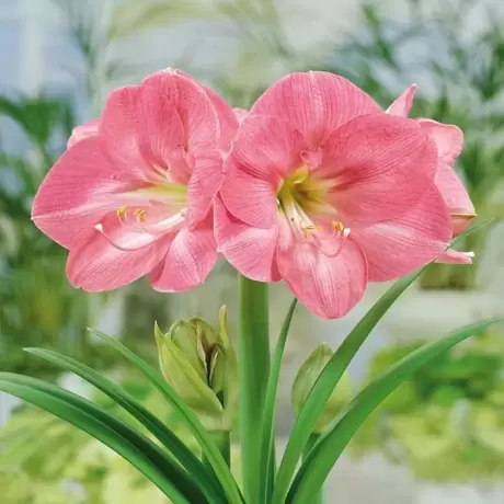 Bulbi de Amaryllis - Hippeastrum Susan