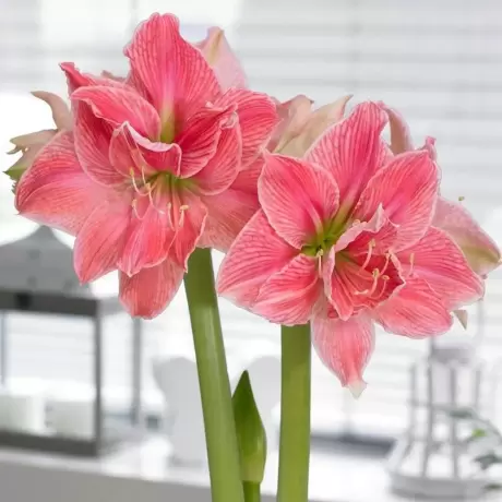 Bulbi de Amaryllis - Hippeastrum Sweet Nymph