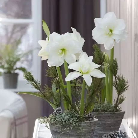 Bulbi de Amaryllis - Hippeastrum White Peacock