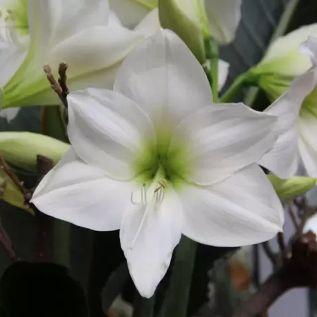 Bulbi de Amaryllis - Hippeastrum White Queen