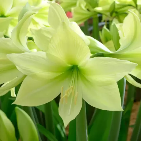 Bulbi de Amaryllis - Hippeastrum Yellow Goddess