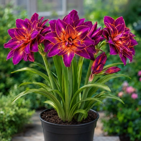 Amarylis Tropicana
