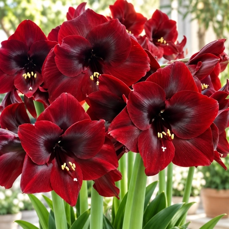 Bulbi de Amaryllis - Hippeastrum Grand Diva
