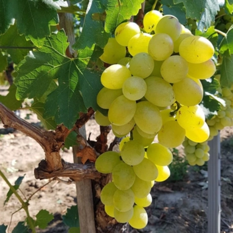 Vita de Vie Ananas Alb, la ghiveci