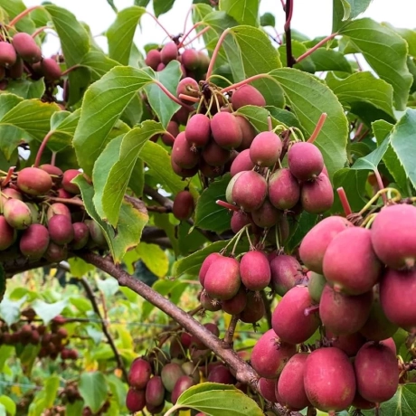 Kiwi Pom Fructifer  Anana - la Ghiveci
