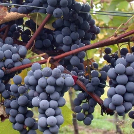 Vita de Vie Ananas Negru, la ghiveci