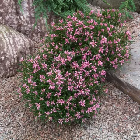Andromeda Polifolia - Compacta la Ghiveci