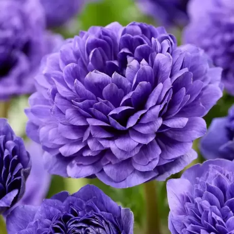 Bulbi de Anemone Double Gigant - Royal Blue
