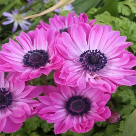 Bulbi de Anemone Double The Admiral