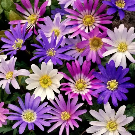 Bulbi de Anemone Blanda mix multicolor