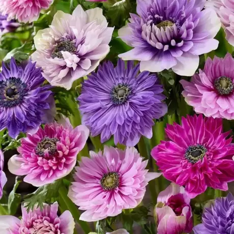 Bulbi de Anemone Double Gigant – Mix