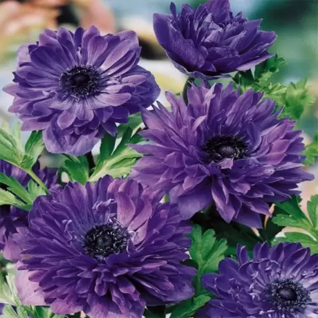 Bulbi de Anemone Double Lord Lieutenant