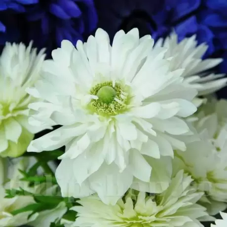 Bulbi de Anemone Mount Everest