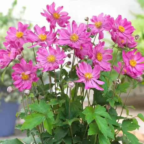 Bulbi de Anemone Prinz Heinrich