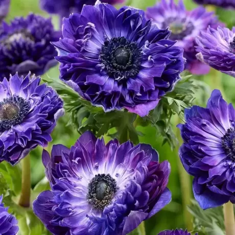 Bulbi de Anemone Double Gigant - Royal Blue