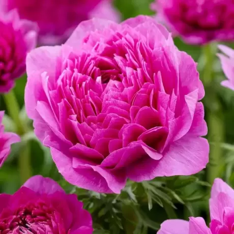 Bulbi de Anemone Double Gigant - Royal Pink