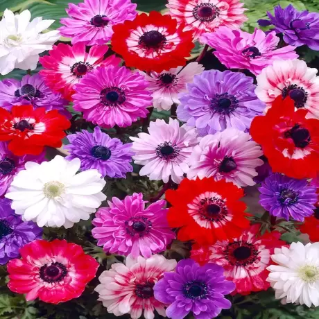 Bulbi de Anemone St. Brigid mix