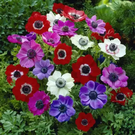 Bulbi de Anemone The Caen mix multicolor