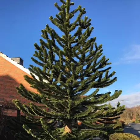 Pin Chilian - Araucaria Araucana - Ghiveci