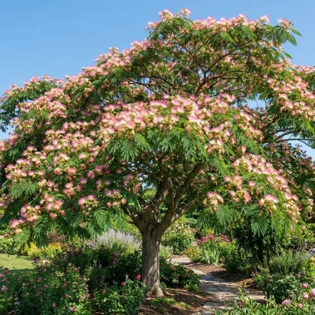 Arbore de Matase Julibrissian la Ghiveci