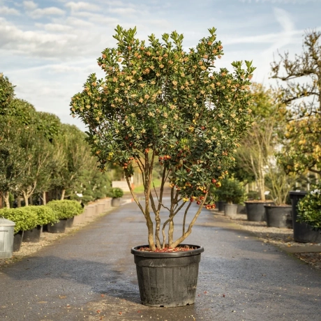 Arbustus Unedo - Arborele De Capsuni