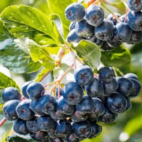 Arbust Fructifer - Aronia Nero Tufa - Cu Radacina Impachetata