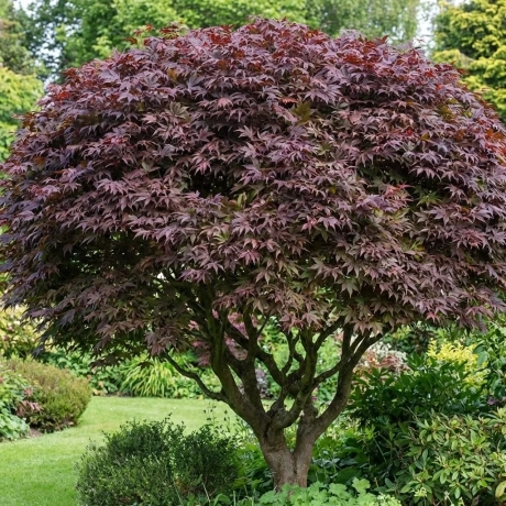 Arțar Japonez Atropurpureum la Ghiveci