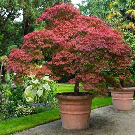 Arțar Japonez Beni Maiko la Ghiveci