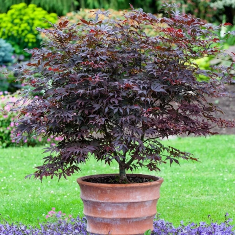 Arțar Japonez Atropurpureum la Ghiveci