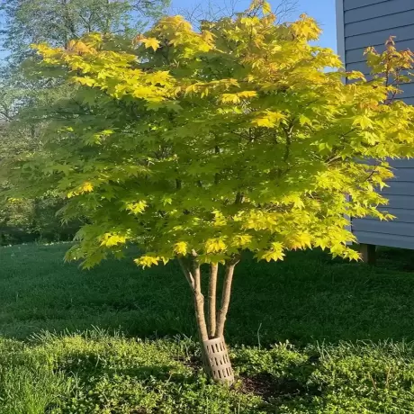 Arțar Japonez Orange Dream la Ghiveci
