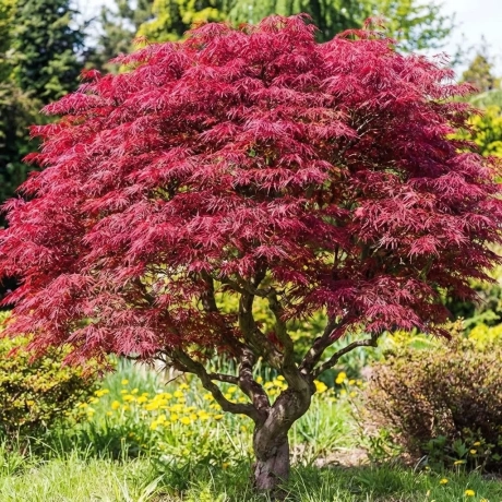 Arțar Japonez Wilsons Pink Dwarf la Ghiveci