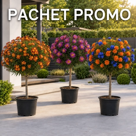 Pachet PROMO Leandru Pomisor