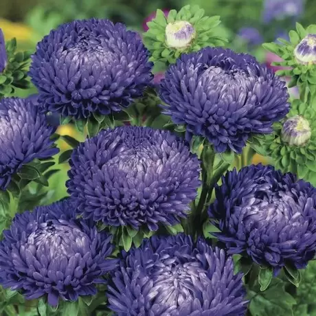 Aster Liliac Blue
